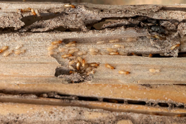 Best Wasp Removal Services  in Harb, OR